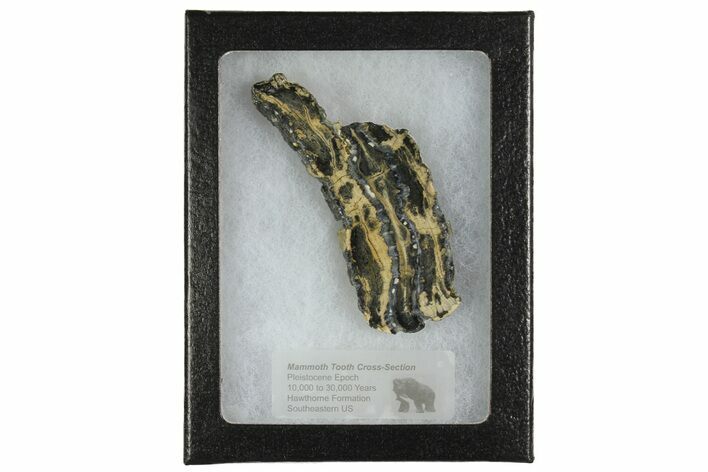 Mammoth Molar Slice with Case - South Carolina #165114